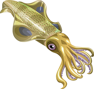 Squid PNG-47184